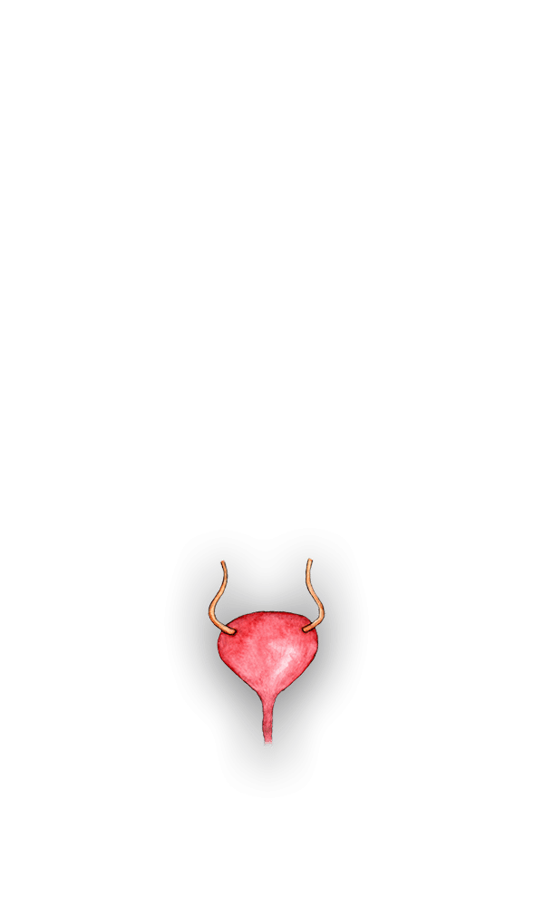 bladder