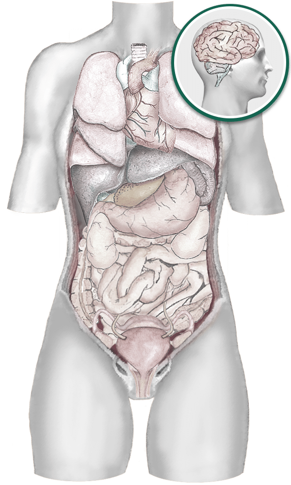 female body diagram