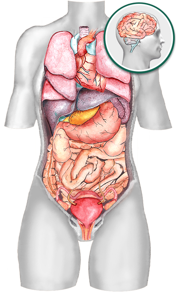 female body organ diagram