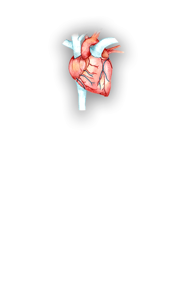 heart