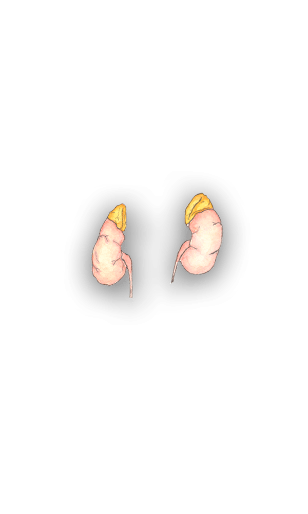 kidneys