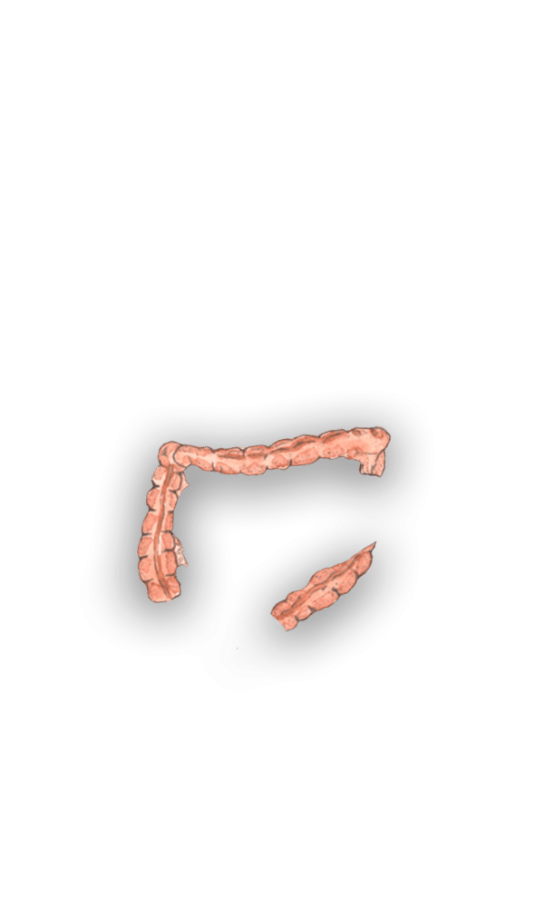 large intestine