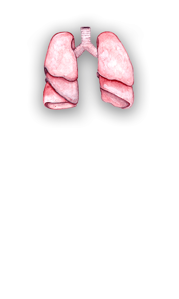 lungs