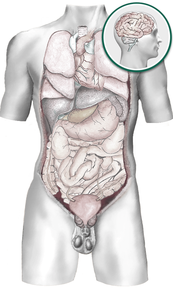male body diagram