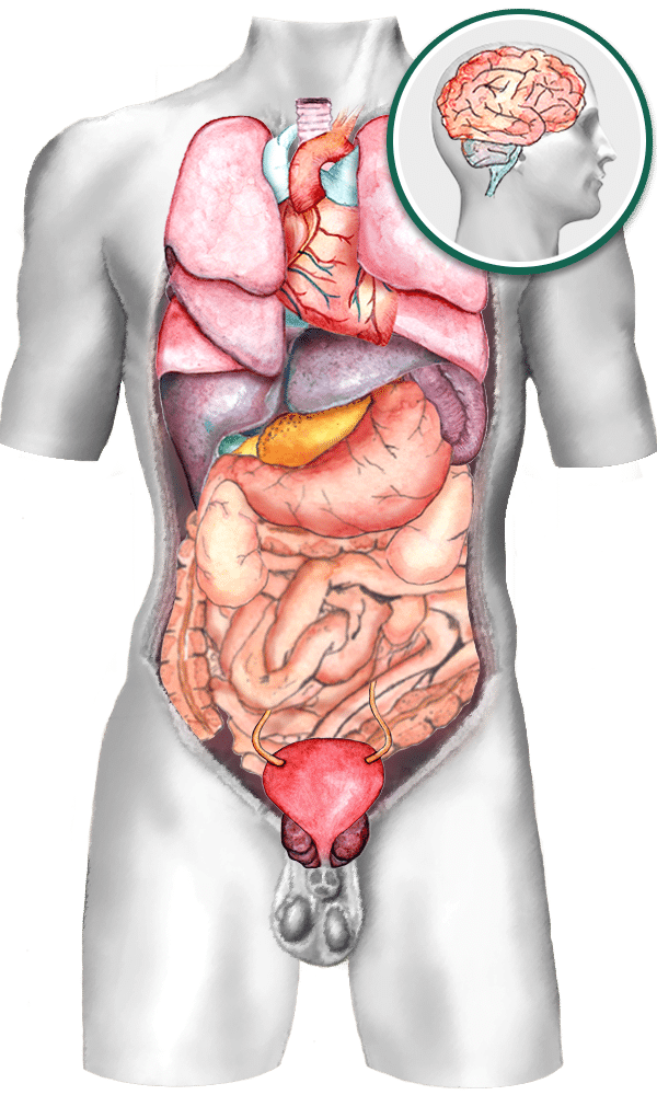 male body organ diagram