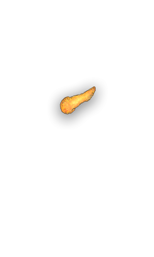 pancreas