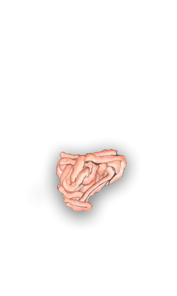 small intestine