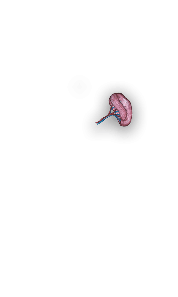 spleen