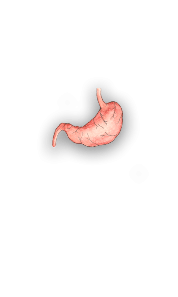 stomach