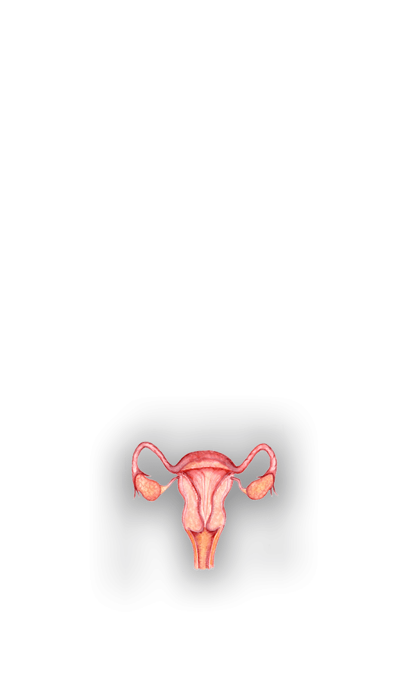 uterus